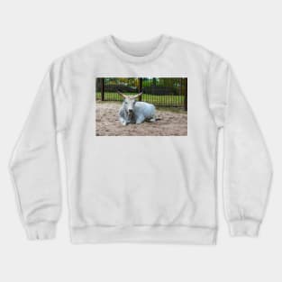 White Hungarian Grey cow Crewneck Sweatshirt